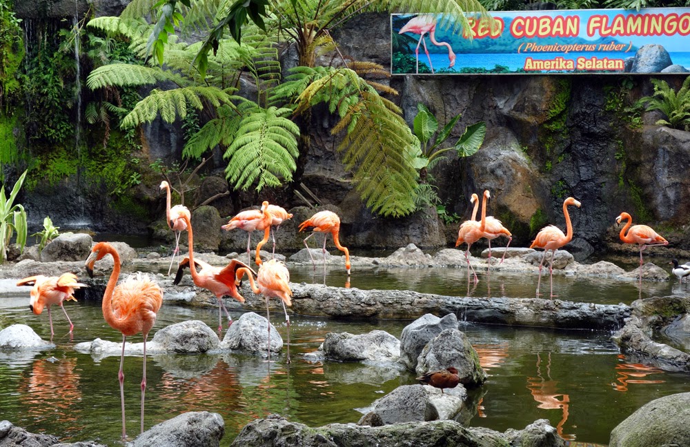 6 Kebun Binatang Terbaik Di Indonesia VisitPalau