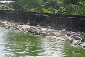 Penangkaran Buaya Samarinda