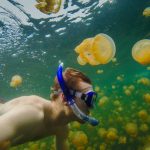 Panduan Snorkeling Teraman di Jellyfish Lake Pulau Palau