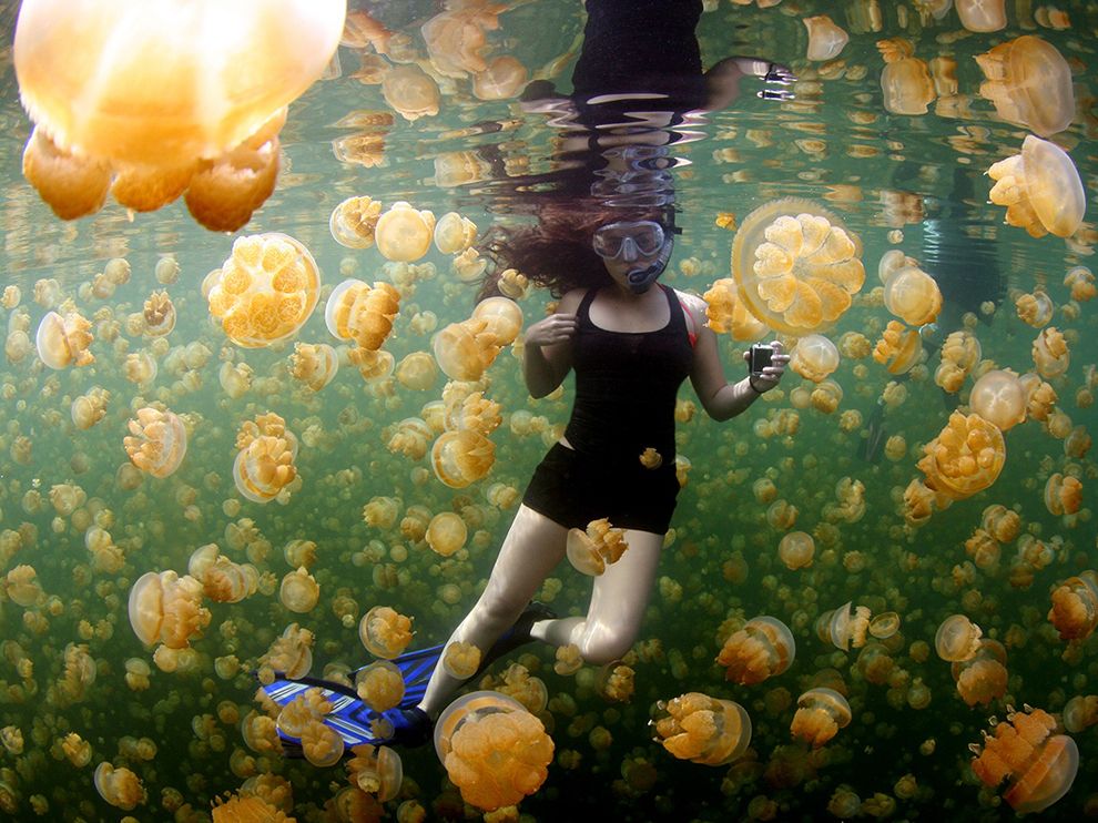 Panduan Snorkeling Teraman di Jellyfish Lake Pulau Palau