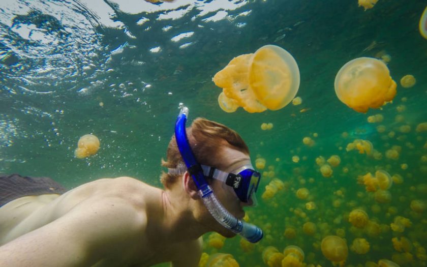 Panduan Snorkeling Teraman di Jellyfish Lake Pulau Palau