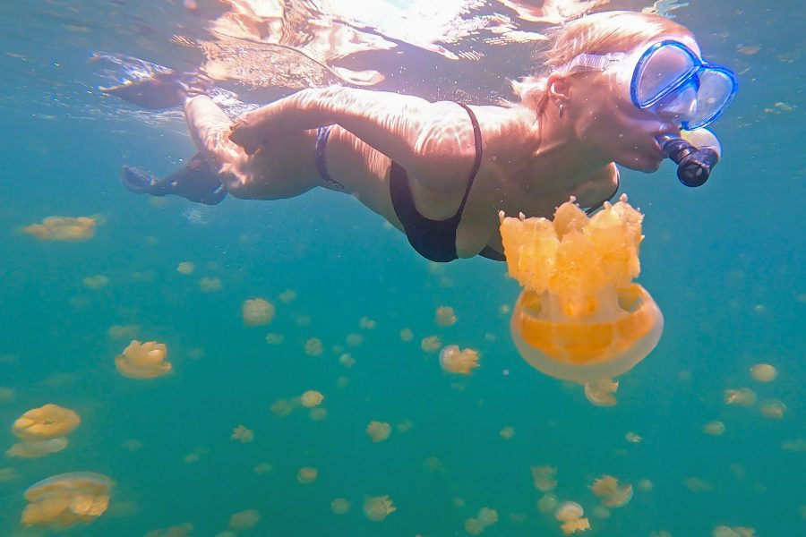 Mengintip Keindahan Yang Tersembunyi di Pulau Palau