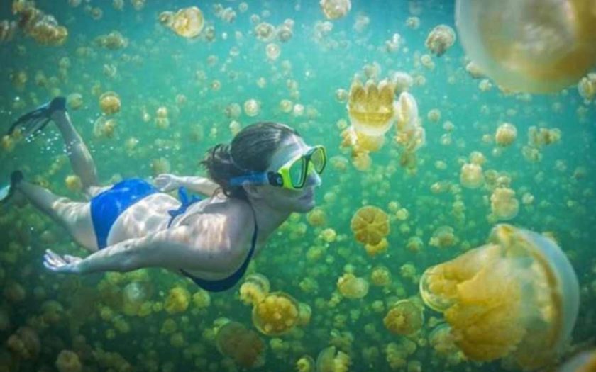 Spot Wisata Terbaik di Pulau Palau yang Wajib Dikunjungi